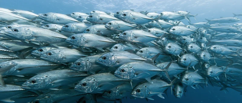 Dense school of silver jack fish swimming in tight formation underwater in the ocean