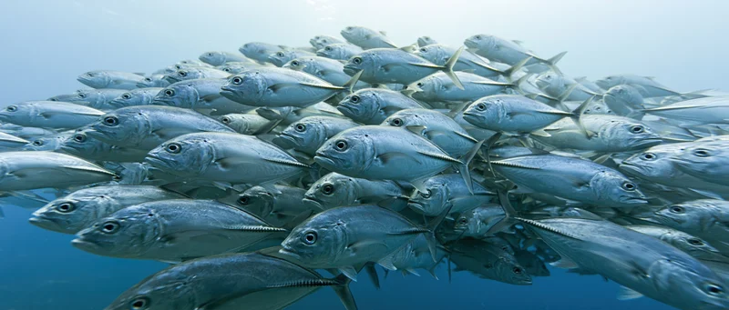 Dense school of silver jack fish swimming in tight formation underwater