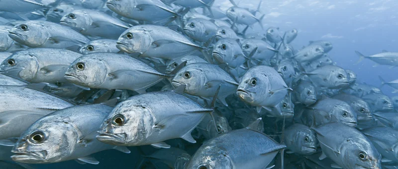 Dense school of silver jack fish swimming in tight formation underwater