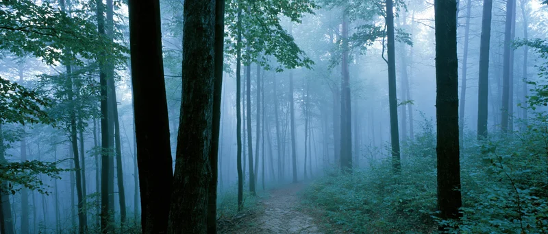 Winding dirt path through foggy temperate forest at dusk with tall beech trees and dense foliage