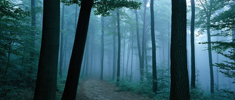 Foggy forest path winding between tall beech trees at dusk