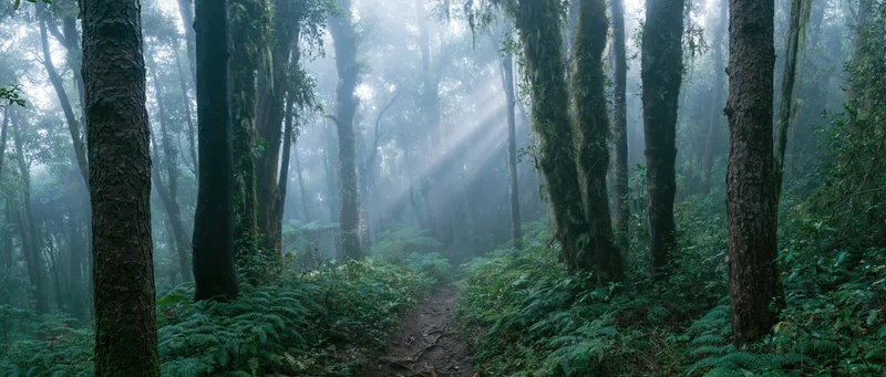 Misty tropical cloud forest with moss-covered trees and sunlight beams filtering through canopy over a narrow path surrounded by ferns and dense green undergrowth