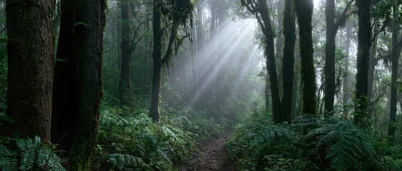 Sunlight beams through moss-covered trees in a dense tropical cloud forest along a narrow forest path