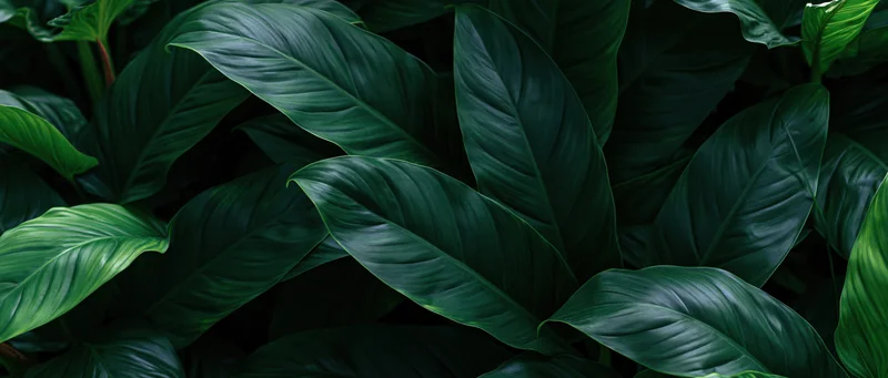 Dense tropical plant leaves overlapping in a lush dark foliage pattern