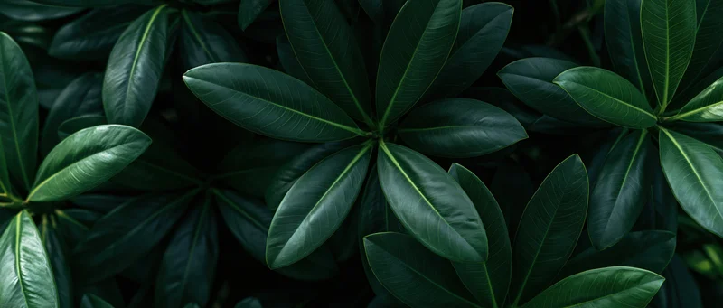 Dense tropical plant leaves overlapping in a lush green foliage pattern