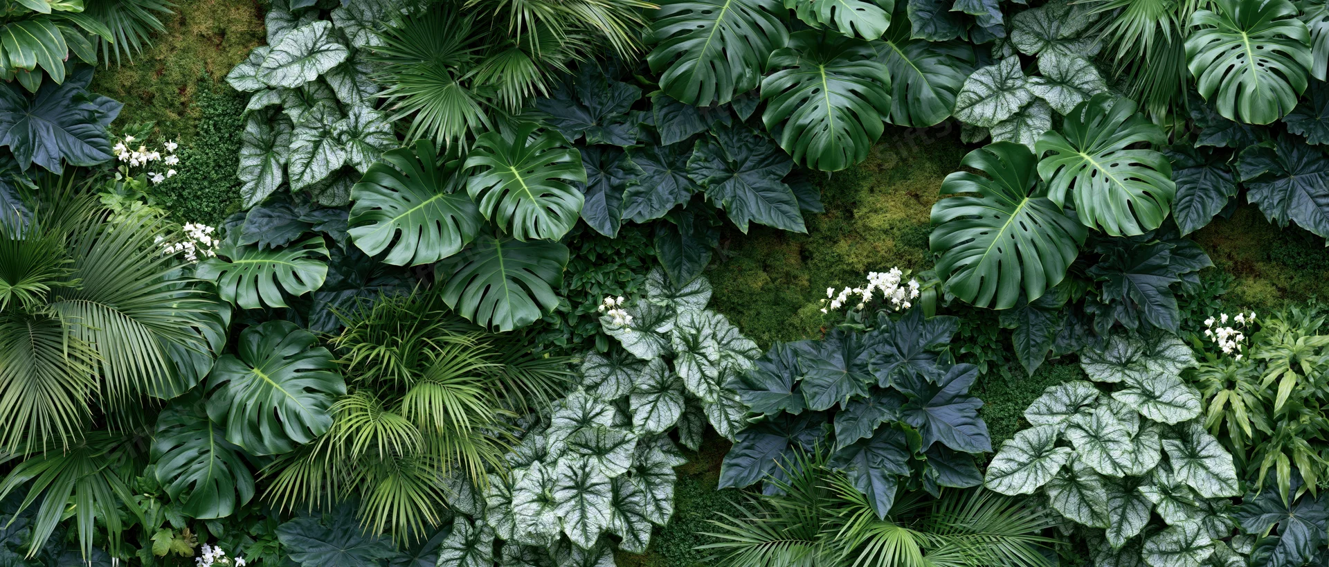 Dense tropical plant wall covering entire frame with monstera, palm, and variegated leaves in lush green foliage