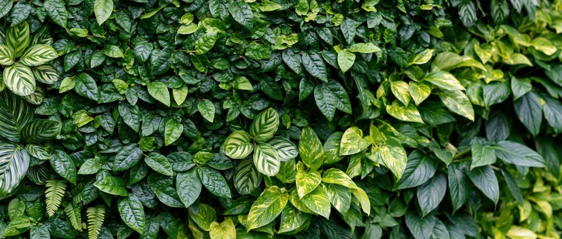 Dense vertical green wall covered in mixed tropical foliage