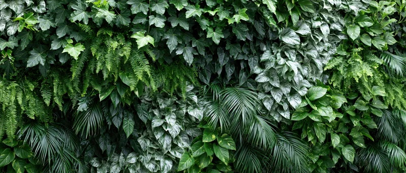 Dense vertical living wall covered in layered tropical plants and ferns