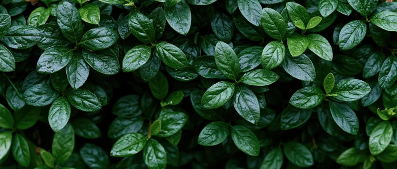 Dense wall of dark green leaves filling the frame