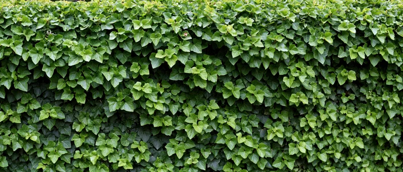 Dense ivy foliage covering a flat wall as a natural green hedge