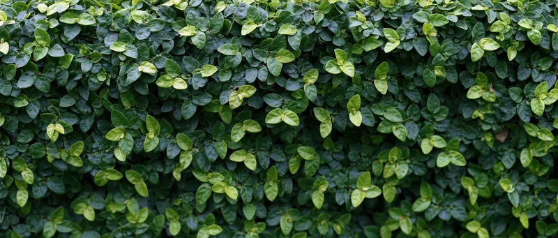 Dense ivy foliage covering a flat wall outdoors