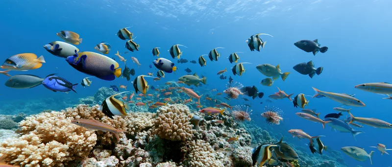 Diverse tropical fish swimming above a coral reef formation underwater