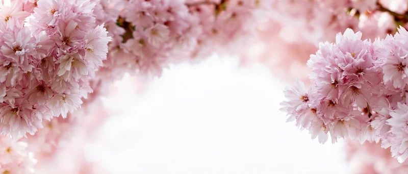 Cherry blossom clusters framing a white horizontal space