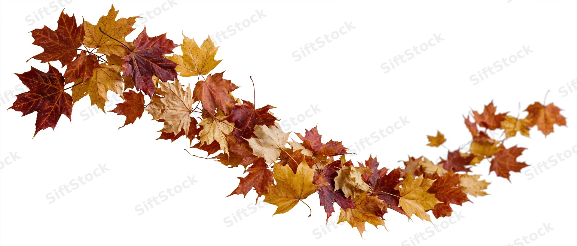 Scattered autumn maple leaves floating mid-air against white background