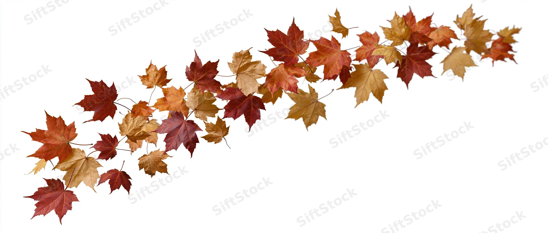 Scattered autumn maple leaves floating mid-air against white background