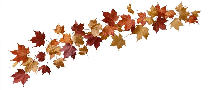 Scattered autumn maple leaves floating mid-air against white background