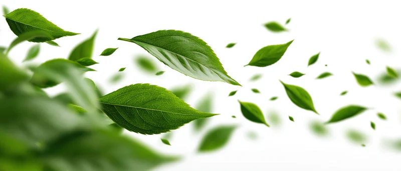 Green leaves floating in mid-air against a white background