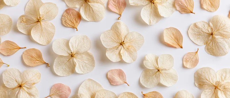 Dried hydrangea flowers and petals arranged flat on white background