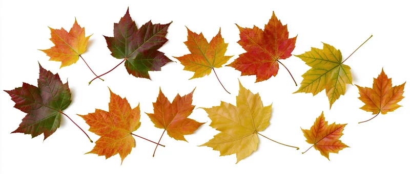 Maple leaves in autumn colors arranged loosely on white background