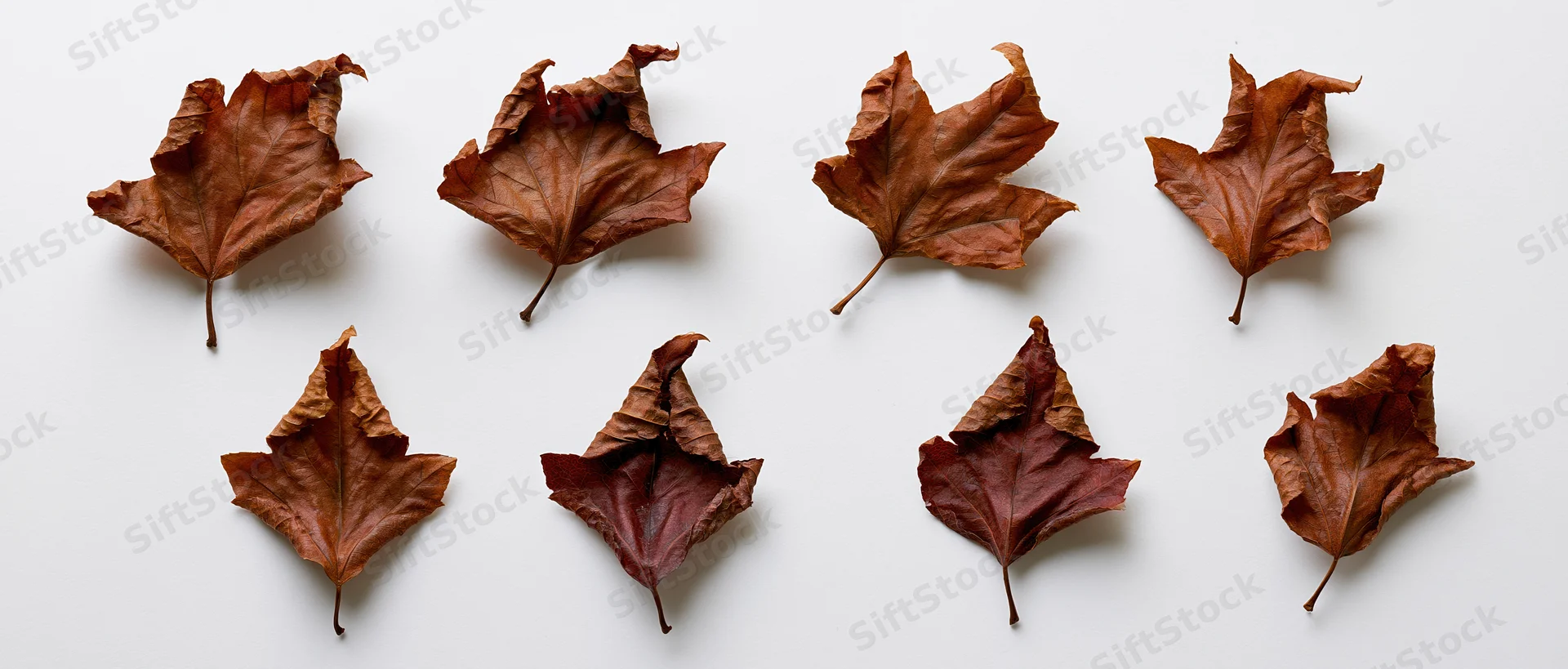 Eight dried maple leaves arranged in a grid pattern on a white surface