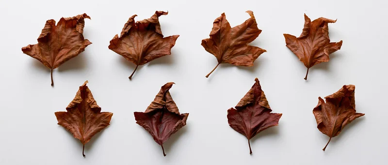 Eight dried maple leaves arranged in a grid pattern on a white surface