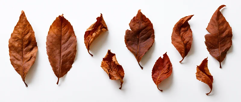 Dried autumn leaves arranged in a flat-lay grid on white background