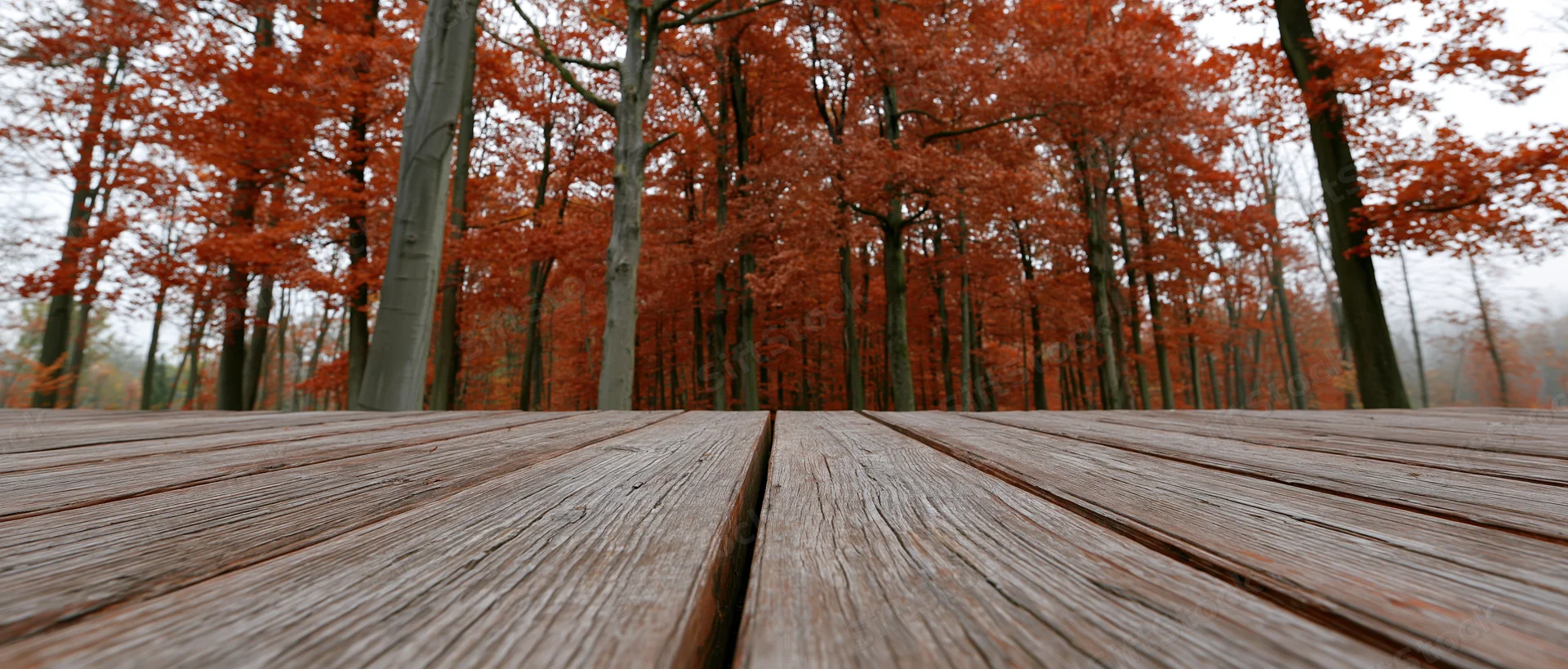 Weathered wooden deck planks leading into a red autumn forest