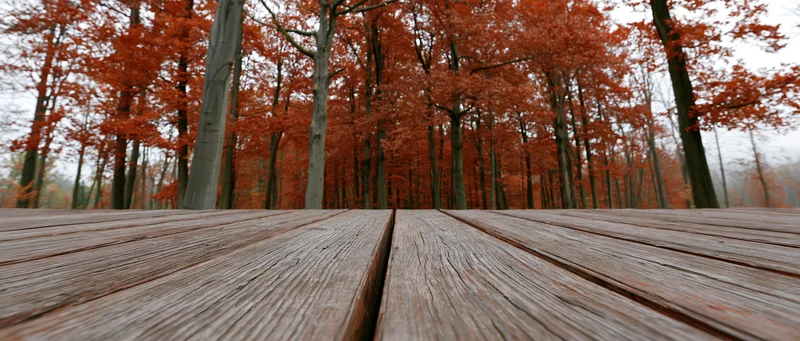 Weathered wooden deck planks leading into a red autumn forest