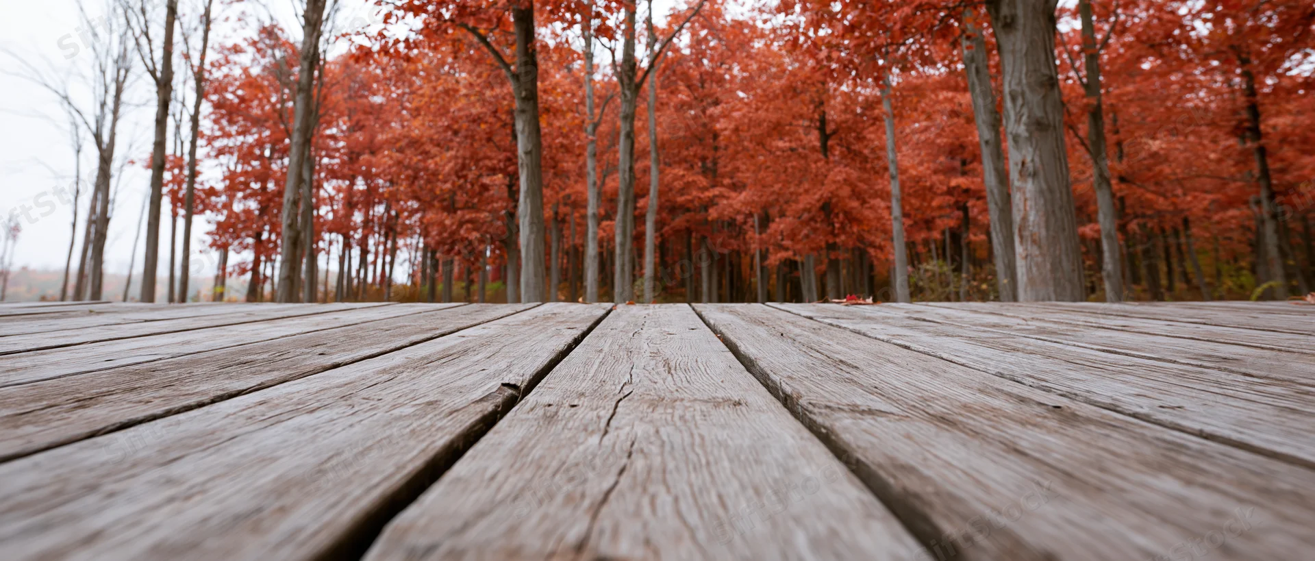 Weathered wooden deck planks leading into a red-leafed autumn forest