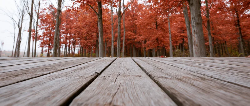 Weathered wooden deck planks leading into a red-leafed autumn forest
