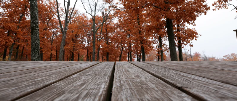 Weathered wooden deck planks leading into an autumn forest with orange foliage under an overcast sky