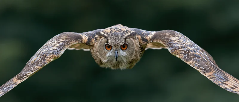 Eurasian eagle-owl in direct flight with wings spread toward camera against blurred forest background