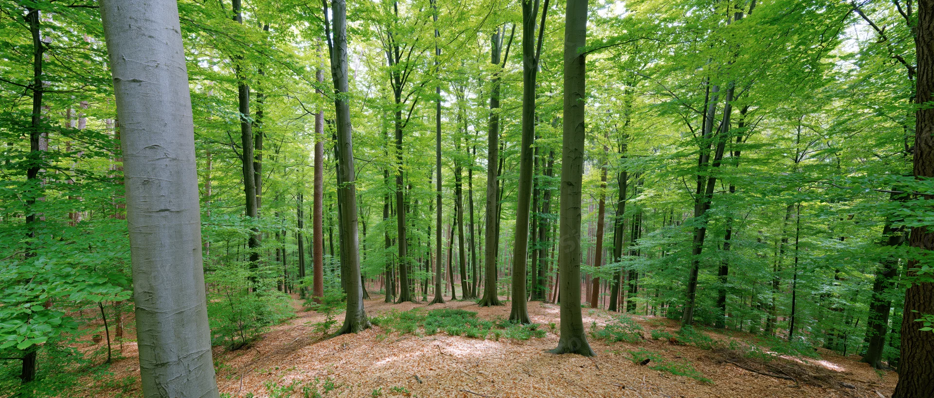 Tall straight beech trees receding into a sun-dappled forest interior
