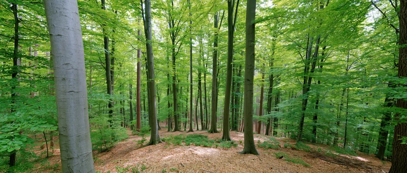 Tall straight beech trees receding into a sun-dappled forest interior