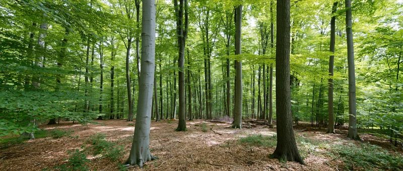 Tall straight beech trees receding into a sun-dappled forest interior