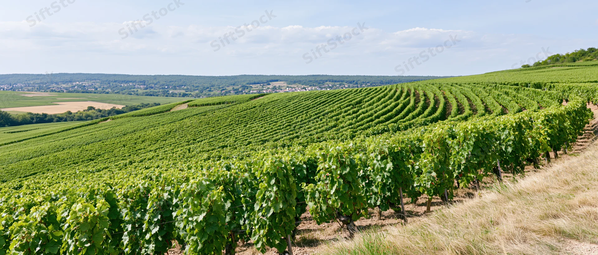 Rows of grapevines stretching across rolling hills in summer countryside