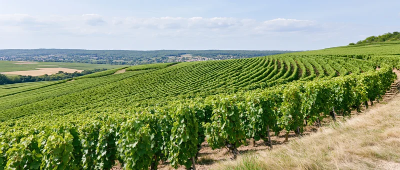 Rows of grapevines stretching across rolling hills in summer countryside