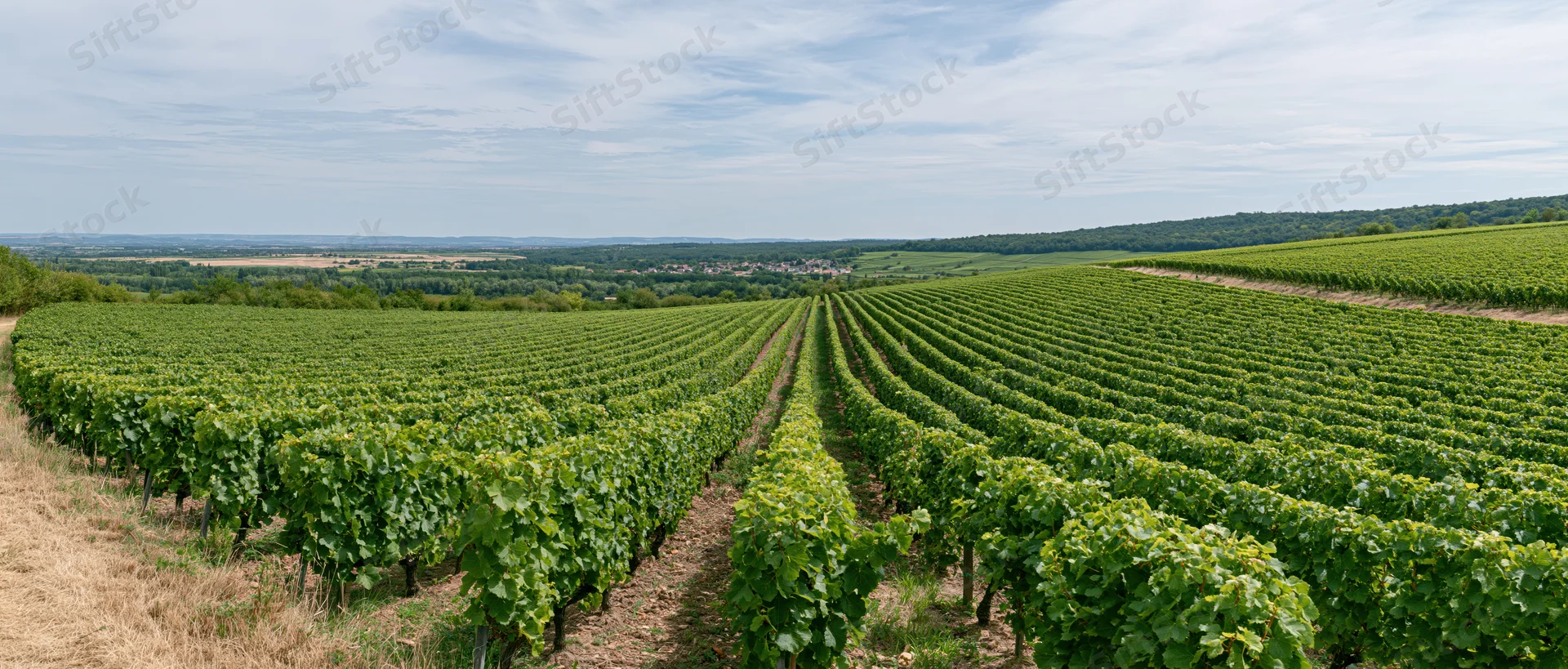 Rows of grapevines stretching across rolling hills under a partly cloudy sky