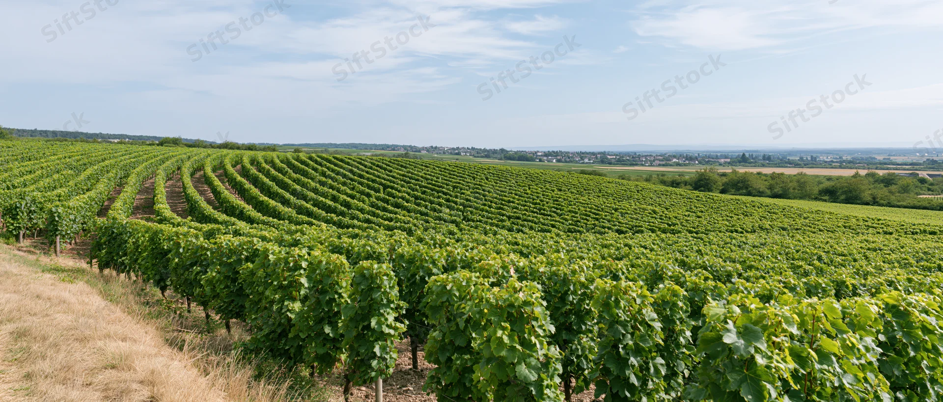 Rows of grapevines stretching across rolling hills in summer landscape