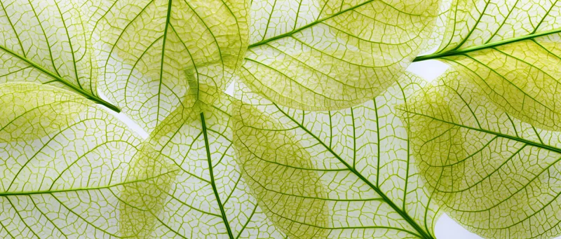 Translucent leaf skeletons overlapping in a detailed macro view against a light background