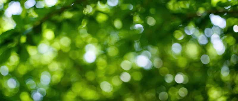 Blurred green tree canopy with sunlit bokeh effect outdoors