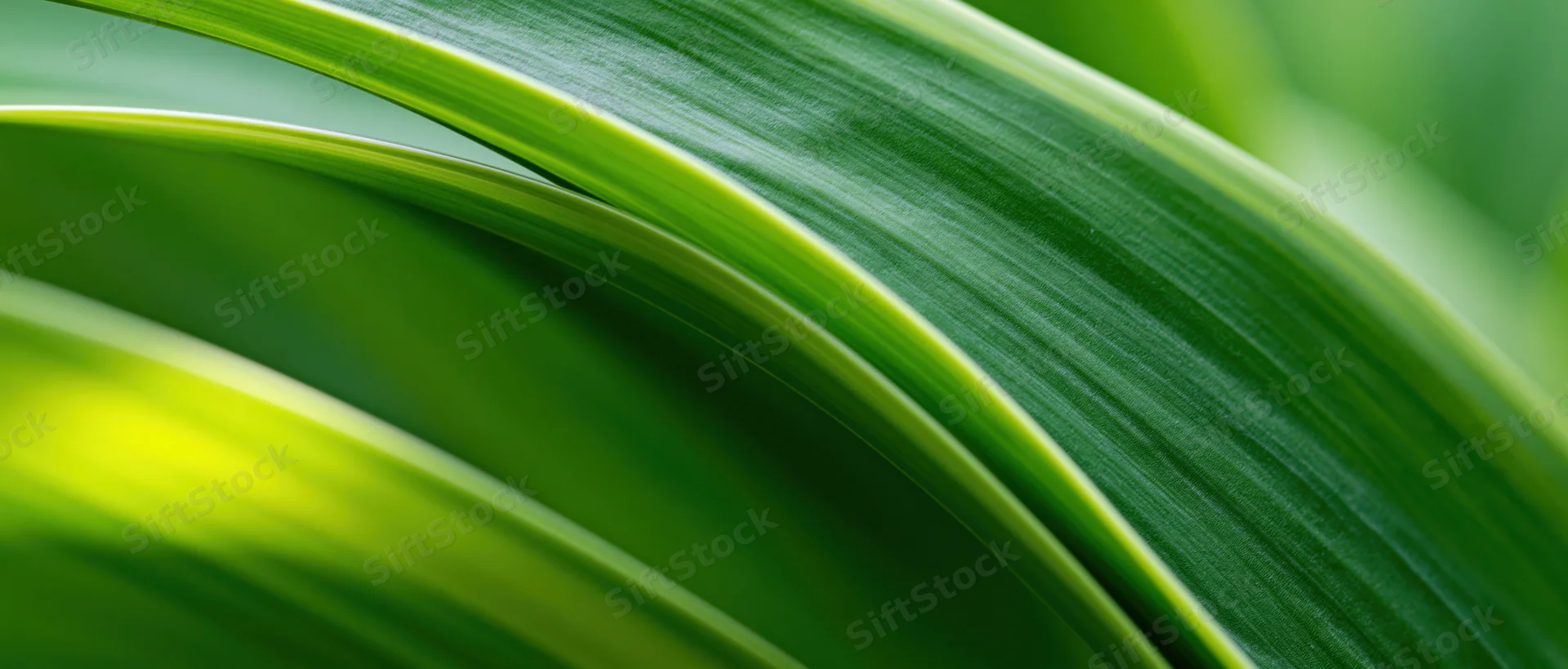 Overlapping green leaves in close-up view showing natural texture and curve