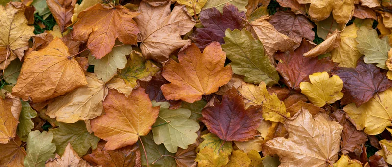 Fallen autumn leaves covering the ground in a dense layer viewed from above