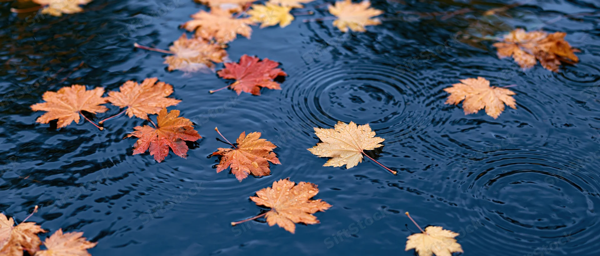 Autumn maple leaves floating on dark blue rippling water with ripples spreading from raindrops