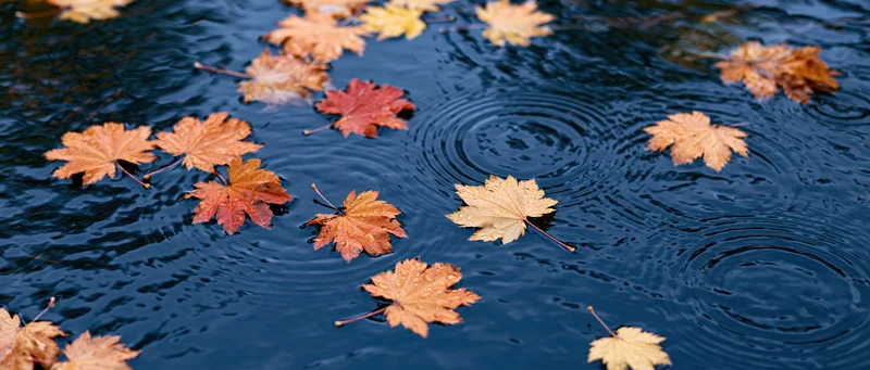 Autumn maple leaves floating on dark blue rippling water with ripples spreading from raindrops