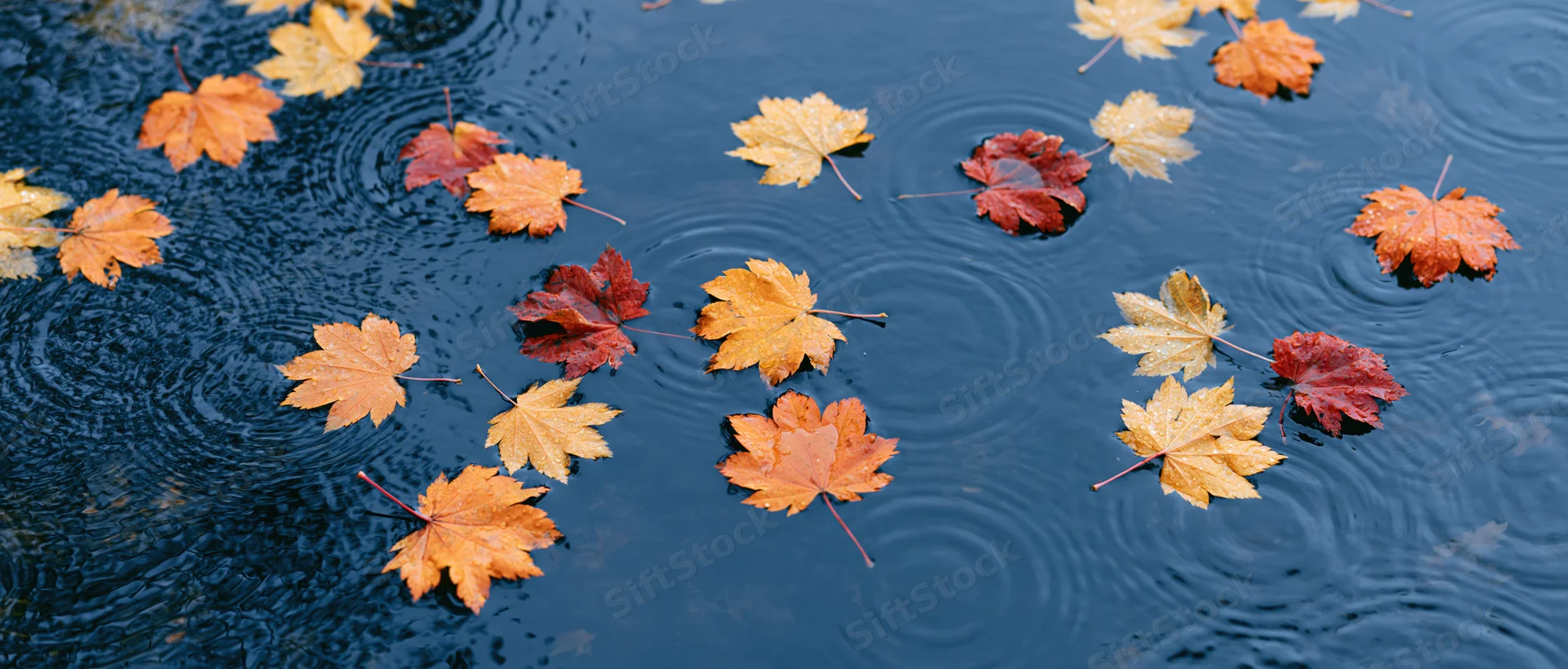 Maple leaves floating on dark blue rippling water surface