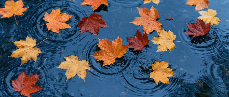 Autumn maple leaves floating on dark blue rippling water