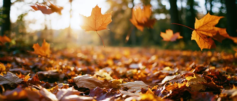 Maple leaves falling onto a forest floor covered in autumn foliage under sunlight