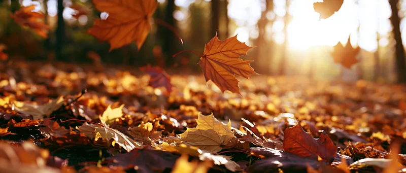 Fallen maple leaves covering forest floor in autumn with sunlight filtering through trees