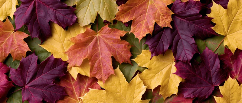 Dense layer of colorful maple leaves covering the ground in autumn